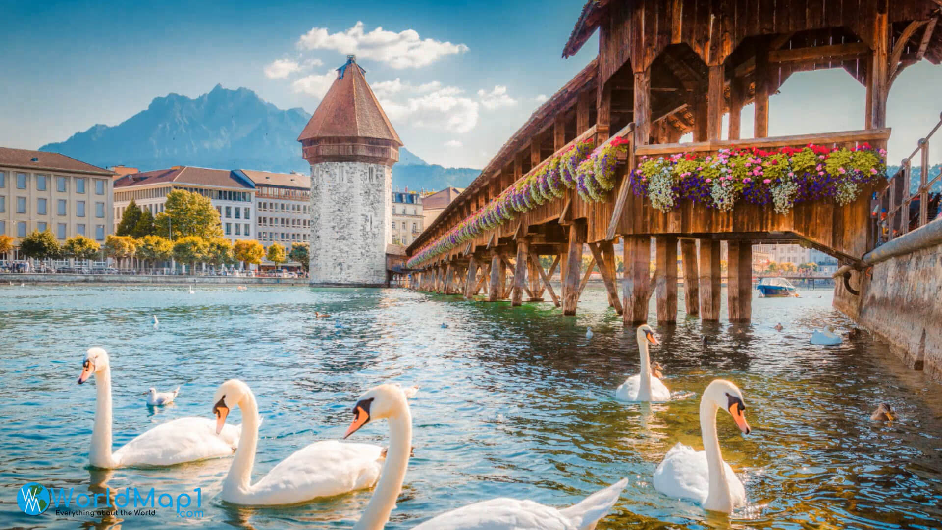Flamingos in Lucerne Switzerland